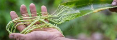 Blending Traditional Practice with High Technology, Piñatex® Creates A Better Future for Pineapples Farmers.